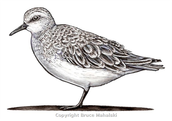 011 -  Red Necked Stint -colour picture